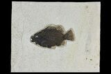 Fossil Fish (Cockerellites) - Wyoming #158575-1
